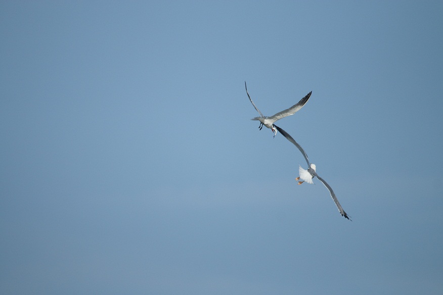gabbiano reale mobba sterna maggiore con preda